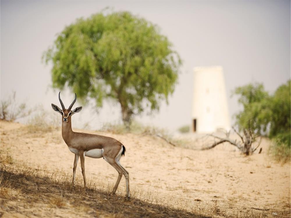 Banyan Tree Al Wadi